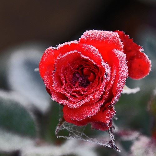 top tips for a stunning winter garden